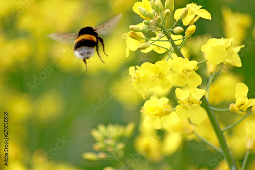 Nachhaltigkeit in der Landwirtschaft - Hummel an der Rapsblüte