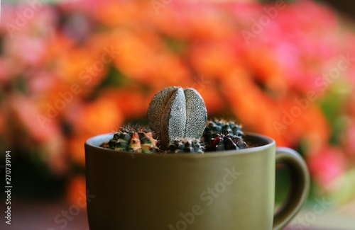 Cactus potted plant closeup blur orange background