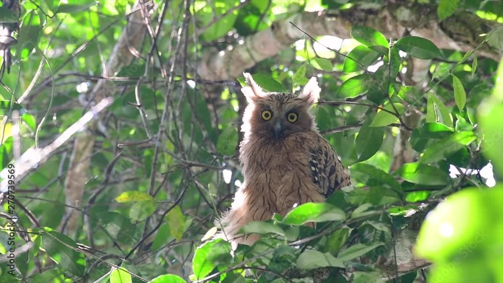 The Buffy Fish Owl is a big owl and yet the smallest among the four Fish Owls; it is quite an amusing bird with its horns standing made of feathers and the eyes are heavy yellow. The Buffy Fish Owl is a big owl and yet the smallest among the four Fish Owls; it is quite an amusing bird with its horns standing made of feathers and the eyes are heavy yellow.
