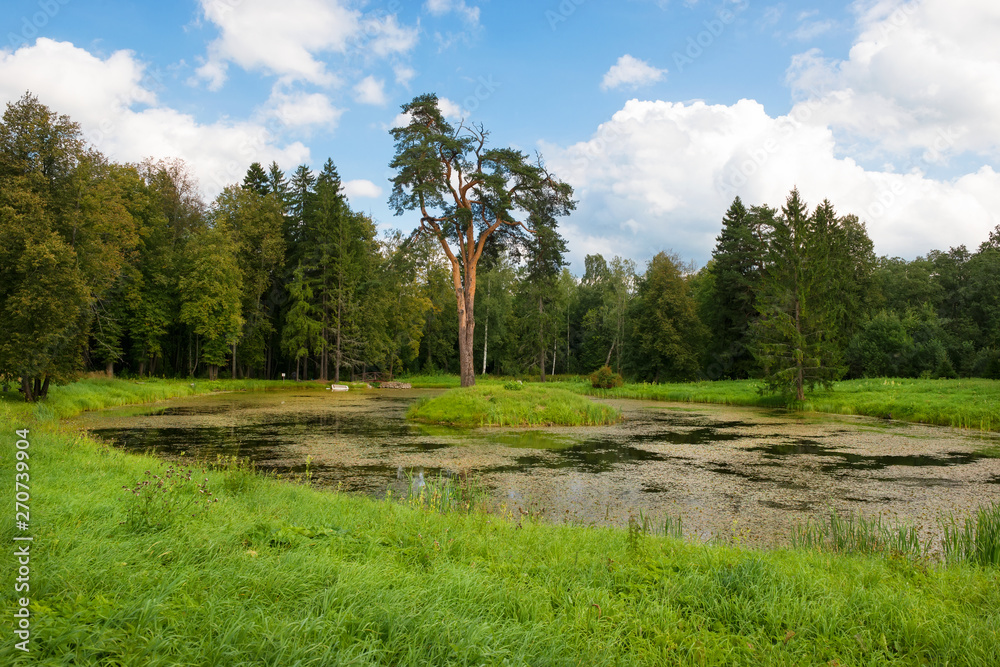 Forest man-made lake with a pine growing on the island