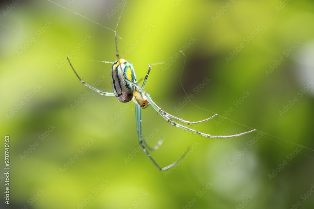 Green Garden Spider Green Garden Spider