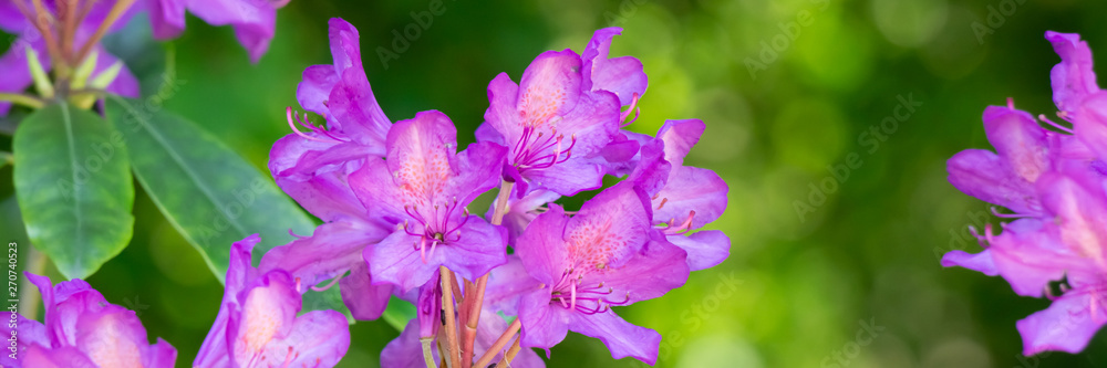 Beautiful pink flowers in the garden, banner Beautiful pink flowers in the garden, banner