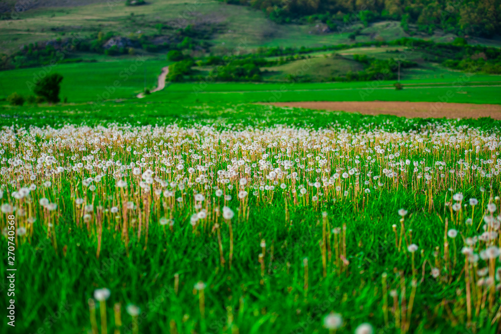 Dandelions flowers at the end