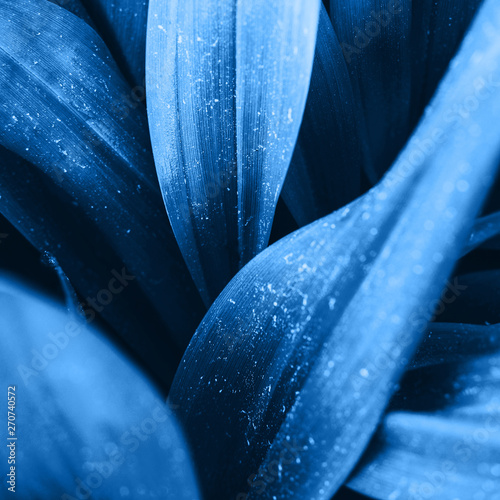 Bright blue orange leaves top view minimalistic background. Floral backdrop concept. Color of the summer 2019. Flower petals close up. Floristry hobby. Web banner, greeting card idea