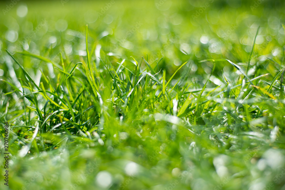 Lawn grass lush closeup springtime