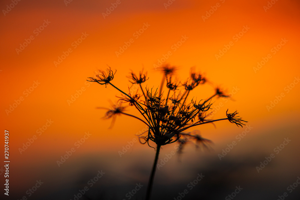 Obraz premium Amazing sunset