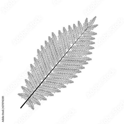 Leaf fern isolated. Vector illustration. EPS 10.