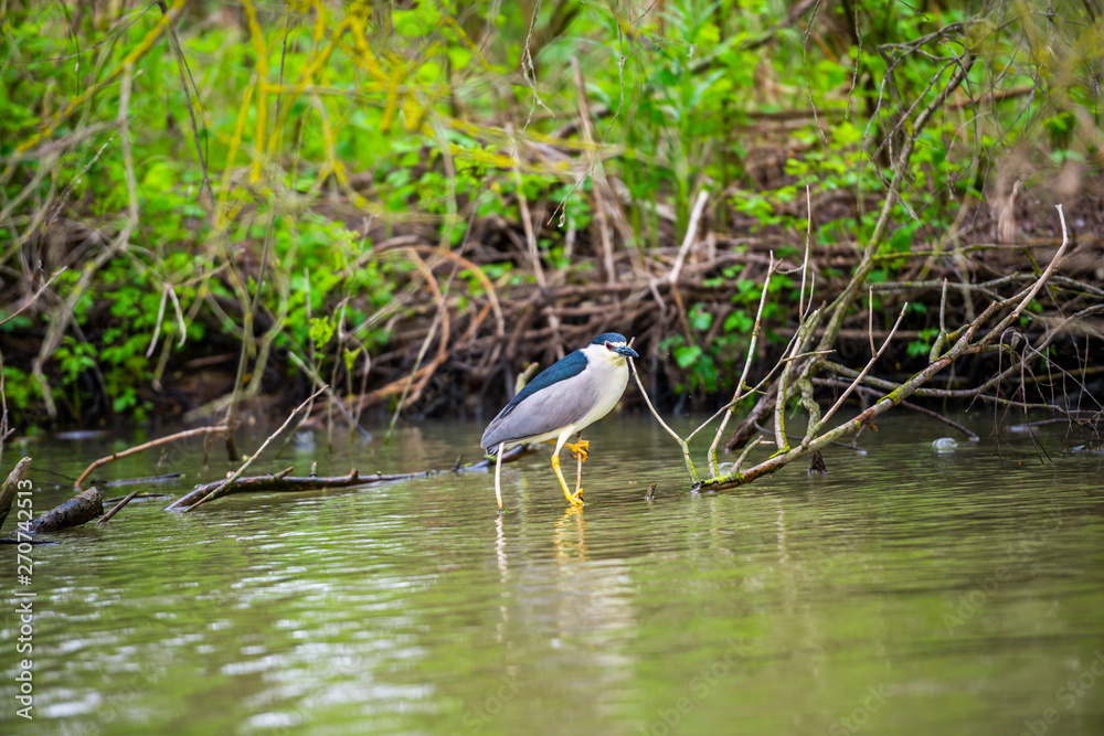 Danube Delta in the spring Danube Delta in the spring
