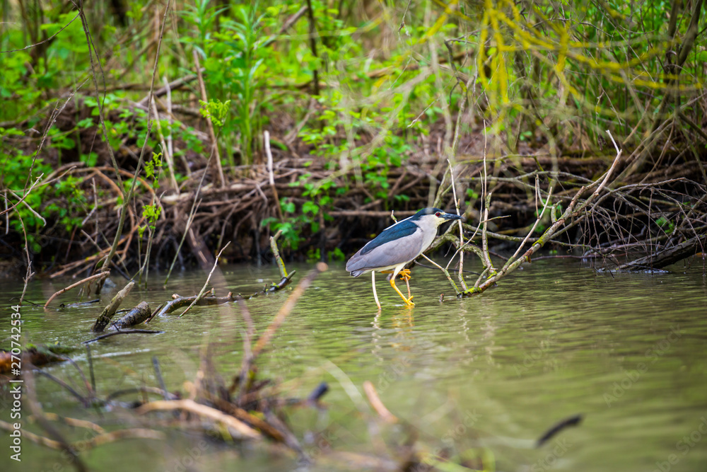 Danube Delta in the spring Danube Delta in the spring
