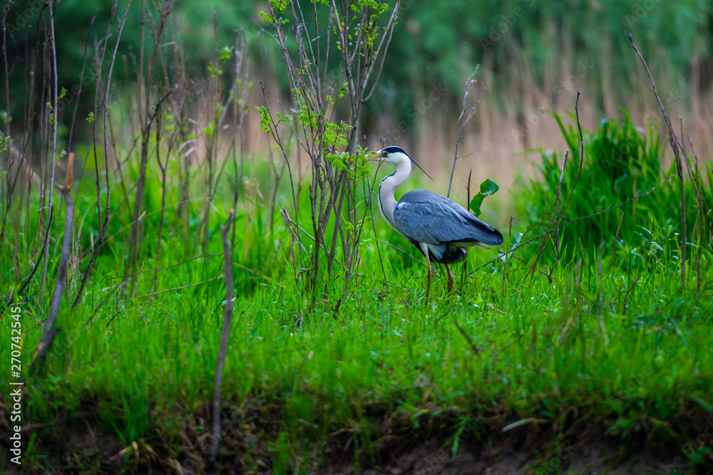 Fototapeta premium Danube Delta in the spring