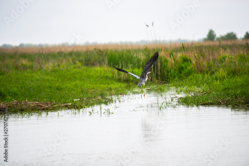 Danube Delta in the spring