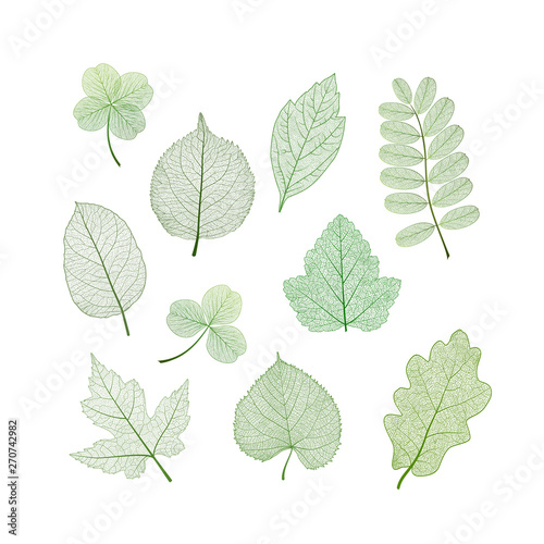 Set leaves. Vector illustration. EPS 10. © helenagl