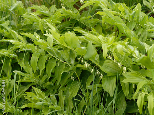 (Polygonatum multiflorum) Vielblütige Weißwurz oder Wald-Salomonssiegel. Frühlingsblüte. Blüten in Nahaufnahme in den Blattachseln photo