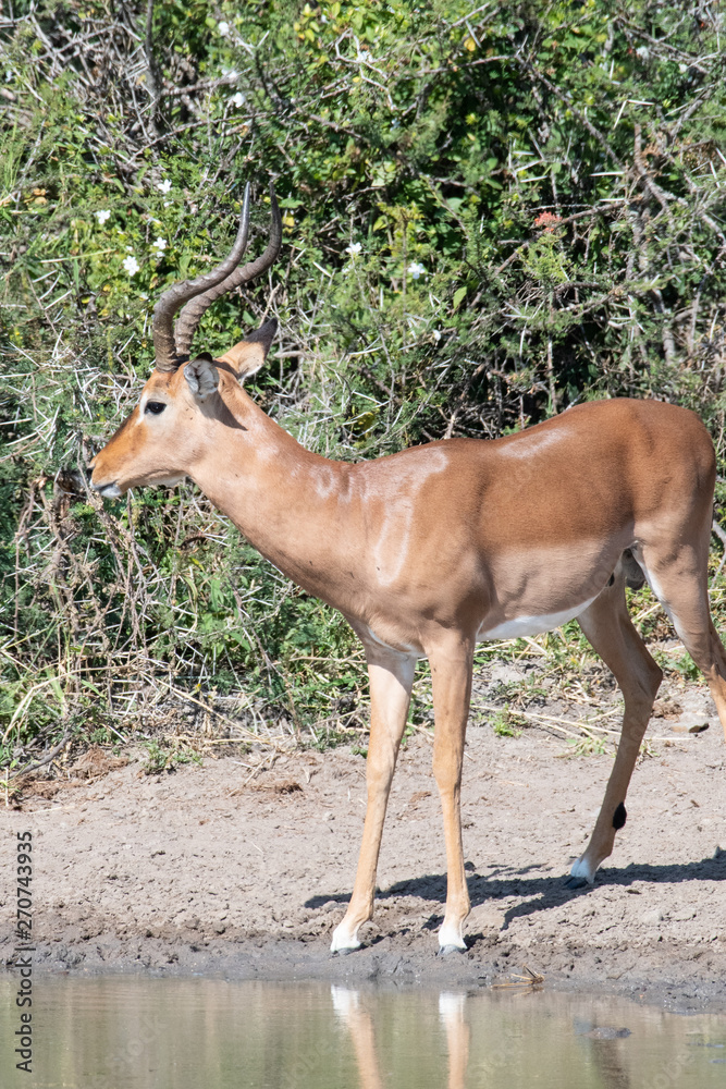 A male Impala with impressive horns keeping watch at a water hole, iMfolozi, South Africa. A male Impala with impressive horns keeping watch at a water hole, iMfolozi, South Africa.