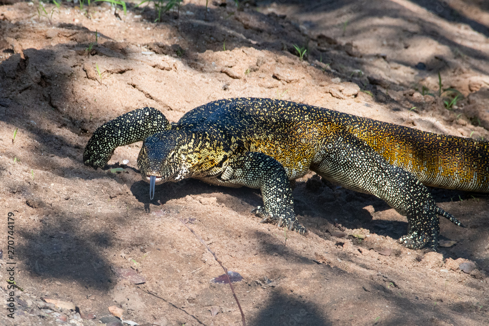 Fototapeta premium A male Nile Monitor lizard with long tongue extended in the iMfolozi Game Reserve, South Africa.
