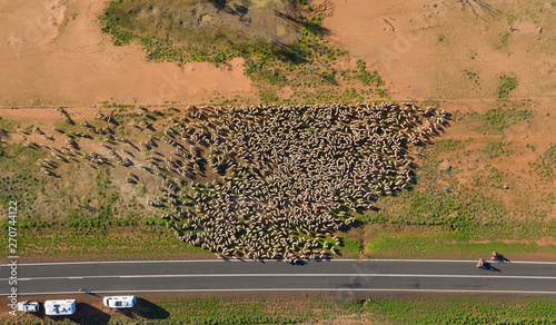 Bilde på lerret Sheep muster in outback Queensland near Charleville.