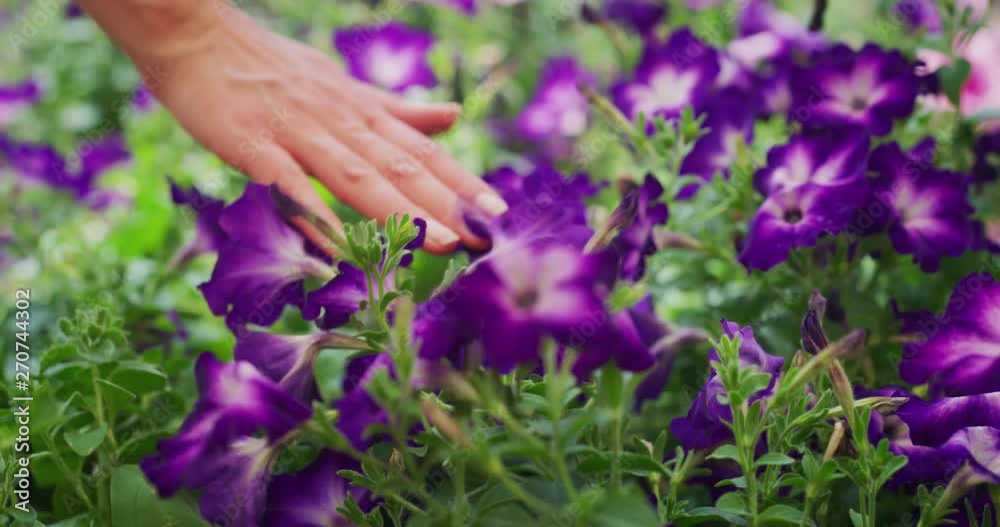 Slow motion of young woman gardener hand close up is touching gently fresh seasonal flowers in a greenhouse in a sunny day. Slow motion of young woman gardener hand close up is touching gently fresh seasonal flowers in a greenhouse in a sunny day.