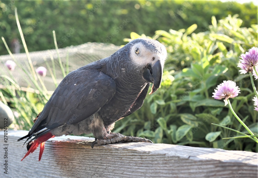 Obraz premium Graupapagei