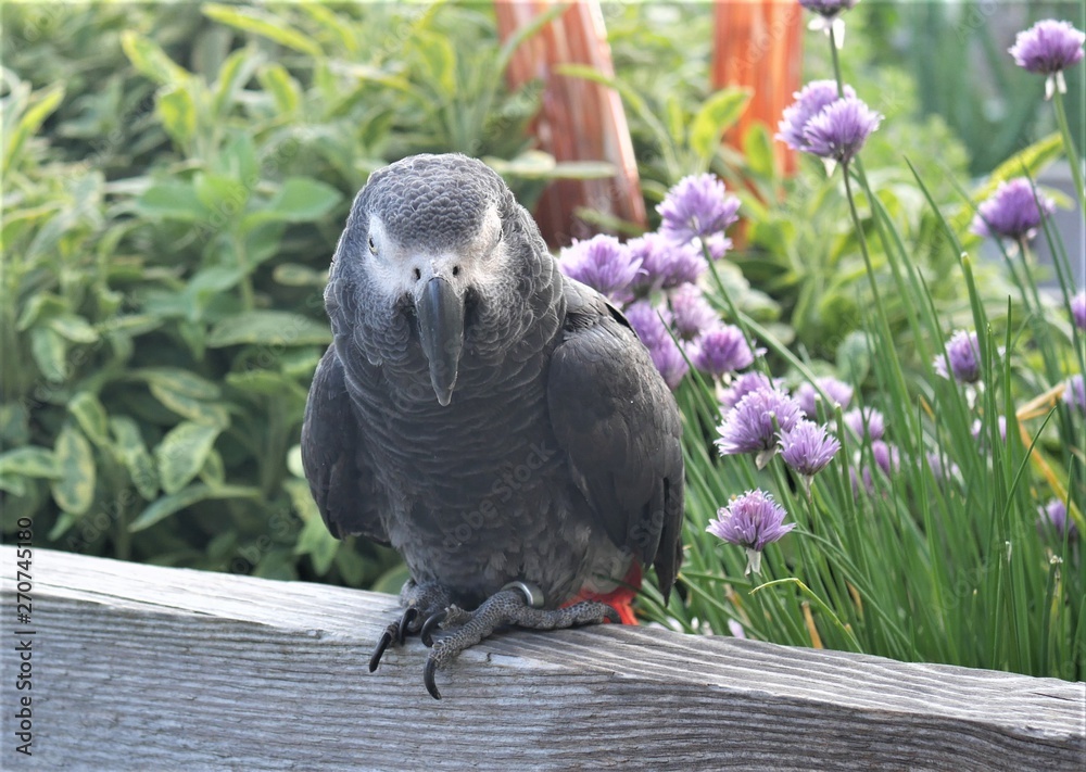 Obraz premium Graupapagei