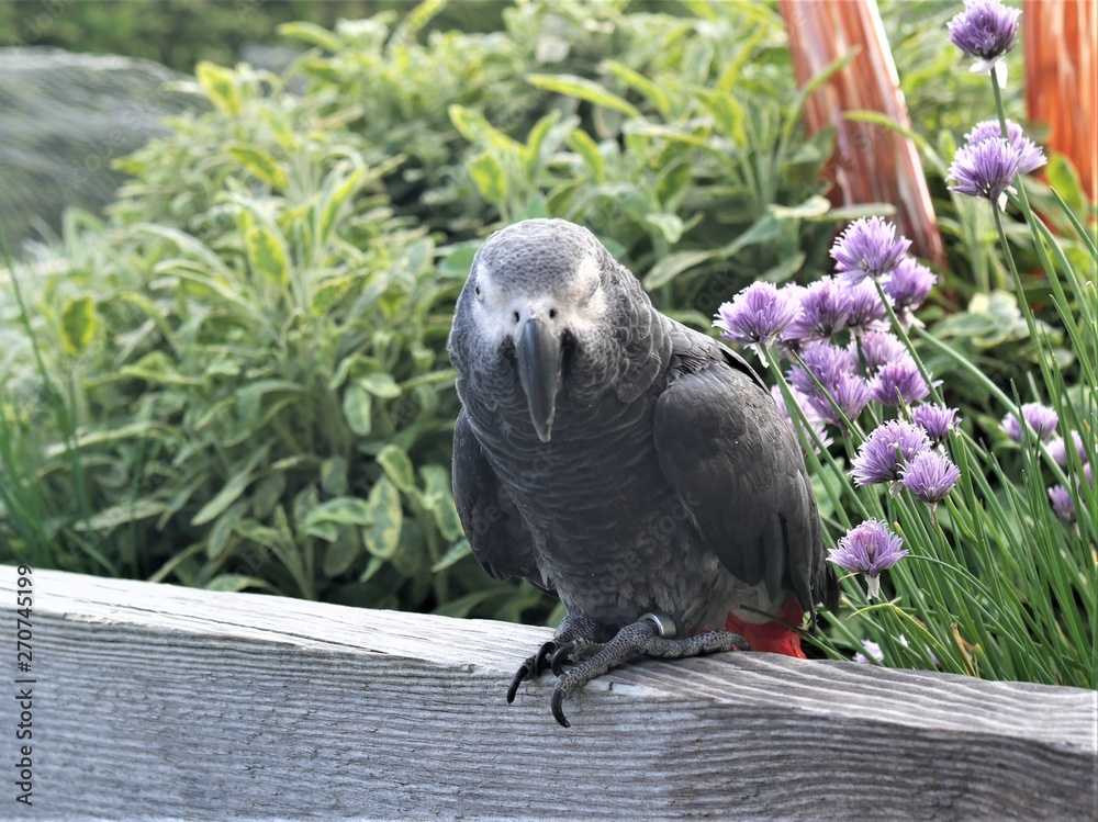 Obraz premium Graupapagei