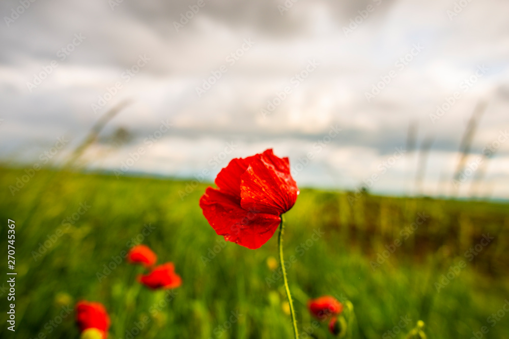 Obraz premium Wild poppies