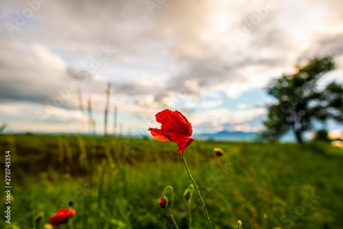 poppy field of poppies