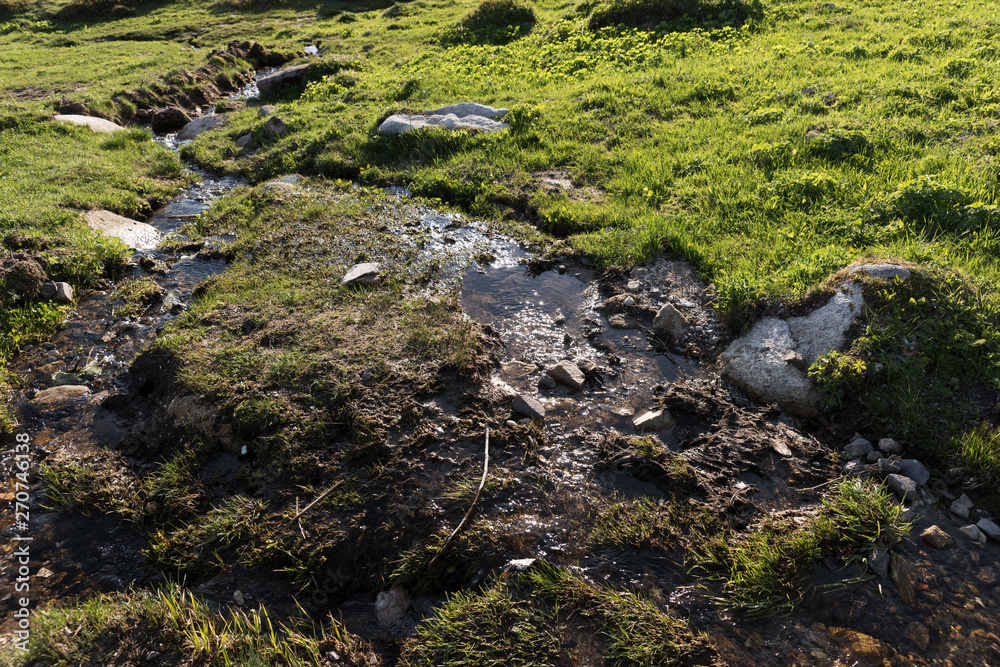 Swampy area. Water and stones in the wet grass