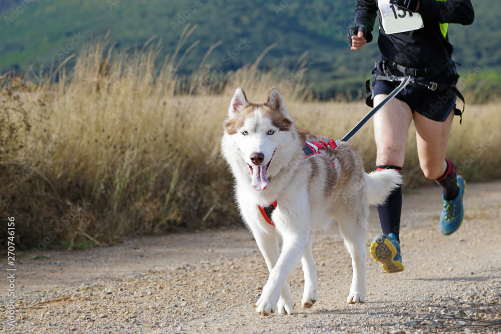 Dog and man taking part in a popular canicross race. Dog and man taking part in a popular canicross race.
