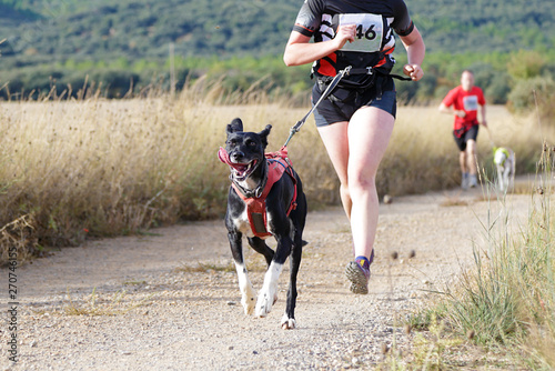 Vászonkép Several athletes and their dogs taking part in a popular canicross race