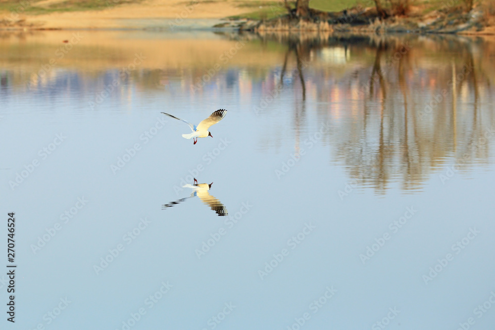 Flying black-headed gull