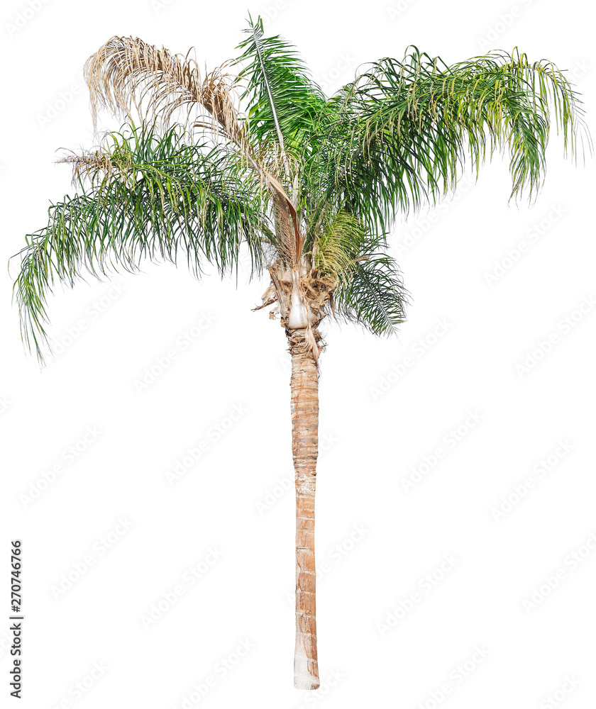 Sick palm tree isolated on white Sick palm tree isolated on white