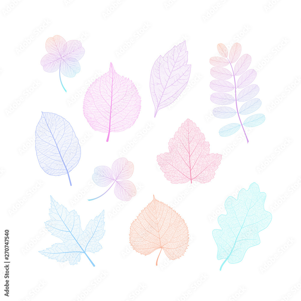 Set leaves. Vector illustration. EPS 10