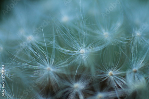 dandelion on a green-blue background