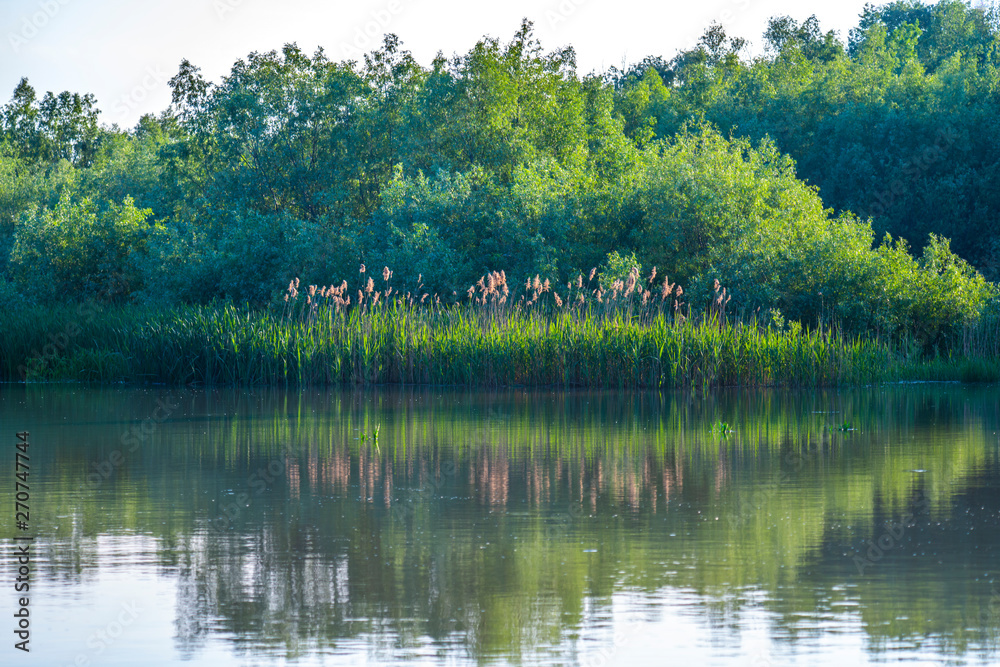 Landscape in Danube Delta