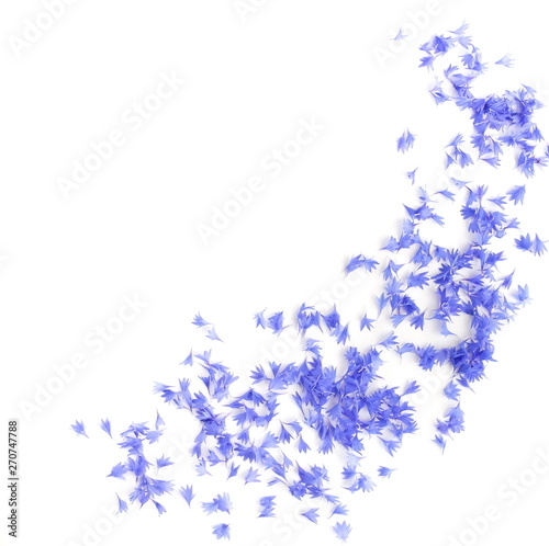 blue flowers cornflowers petals pattern on white background. copy space