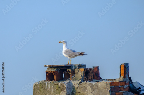 Seagull on the roof of a house in Istanbul photo