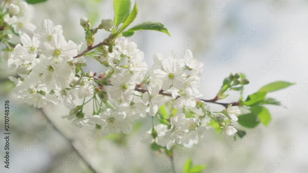 Apple blossoms during spring, in slow motion Apple blossoms during spring, in slow motion