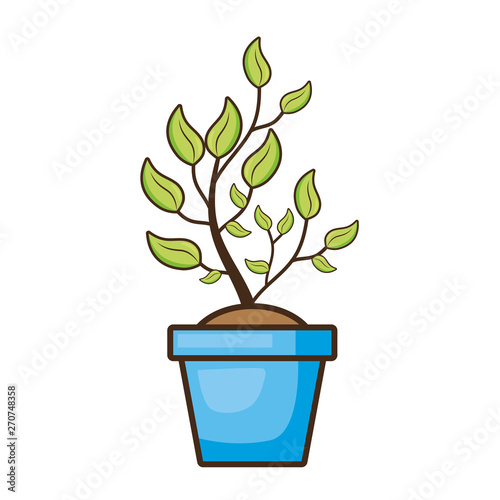 potted plant nature