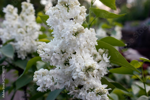 Branches of white lilac and green leaves. Flowering branch of lilac. Close-up.