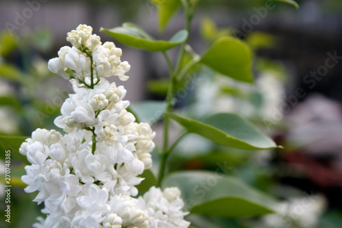 Branches of white lilac and green leaves. Flowering branch of lilac. Close-up.