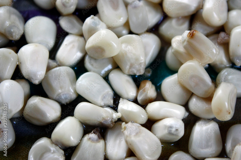 A mass of white corn kernels wetted in water and ready for planting. close-up.