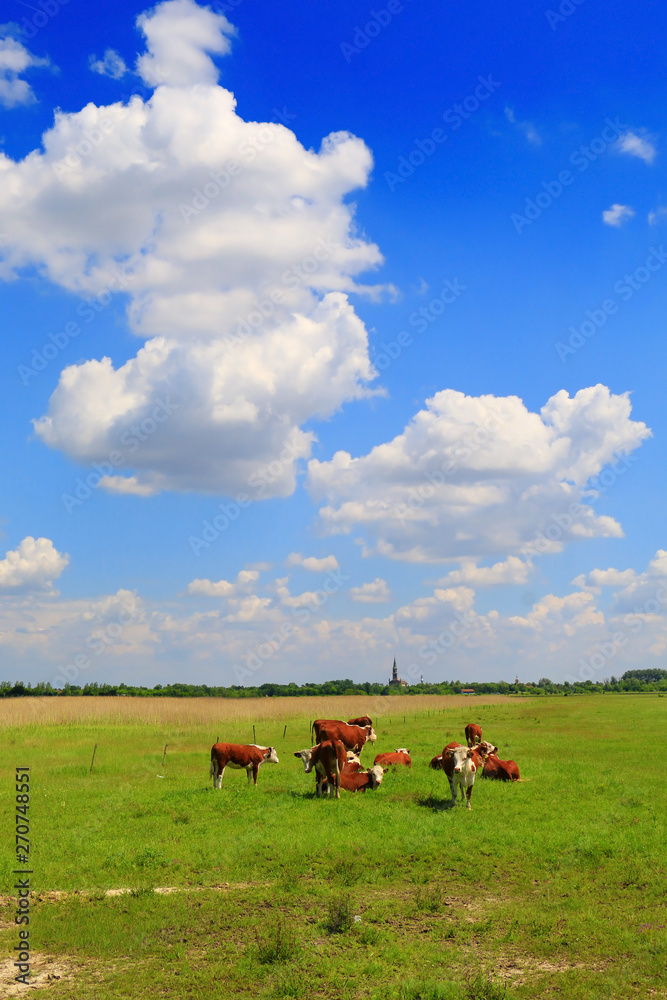 Fototapeta premium Cows on a green summer meadow