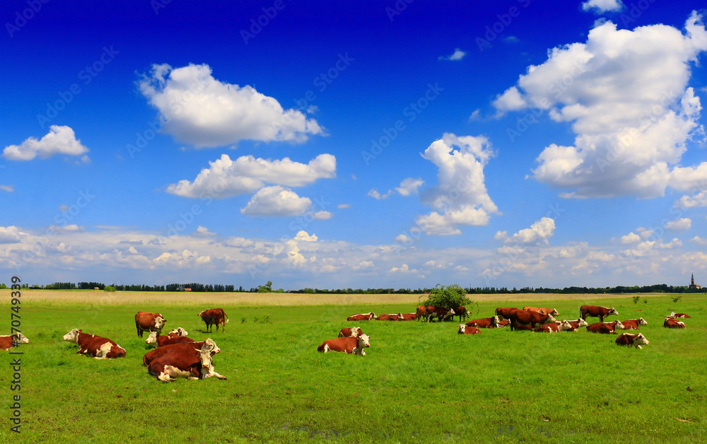 Cows on a green summer meadow Cows on a green summer meadow