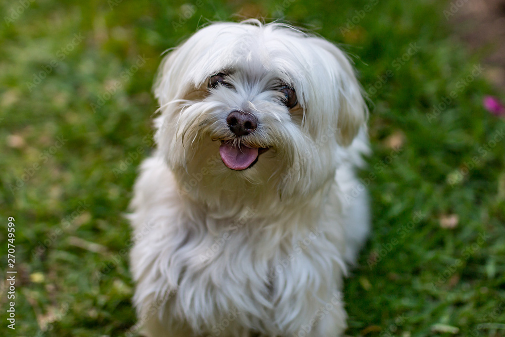 portrait of a dog