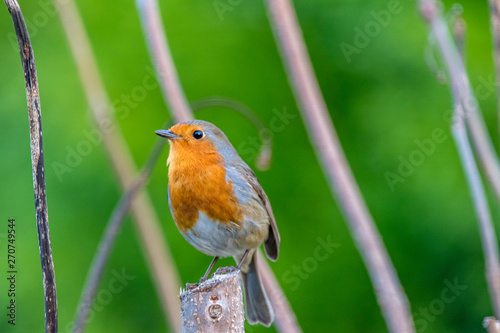 robin on a branch © Alvaro