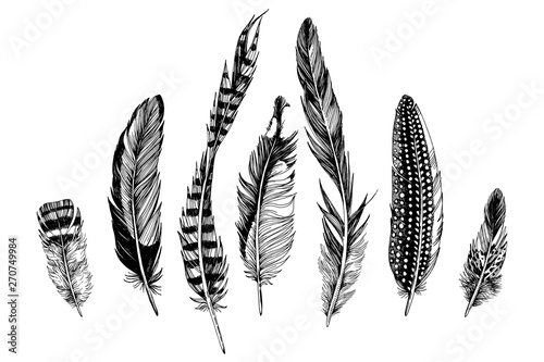 7 hand drawn feathers on white background