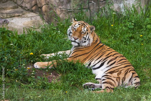 Tiger is lying on the green grass. big predatory cat.