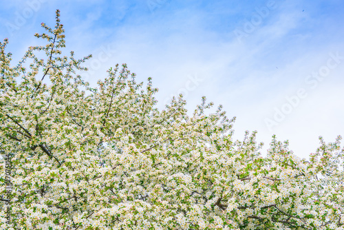 Branch of beautiful white flower .