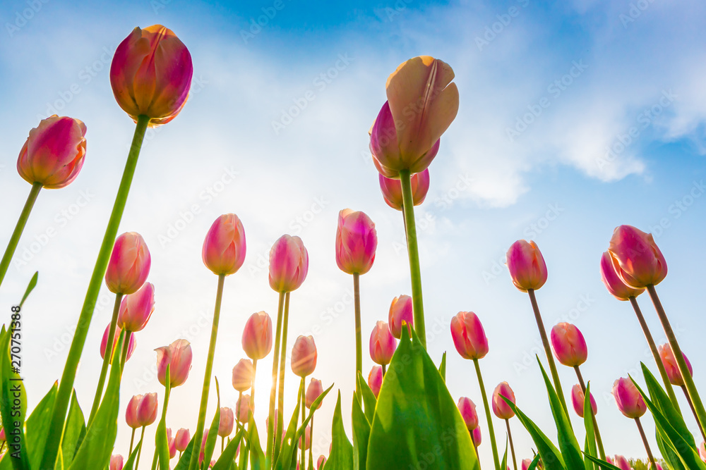 Fototapeta premium Beautiful bouquet of tulips in spring season .