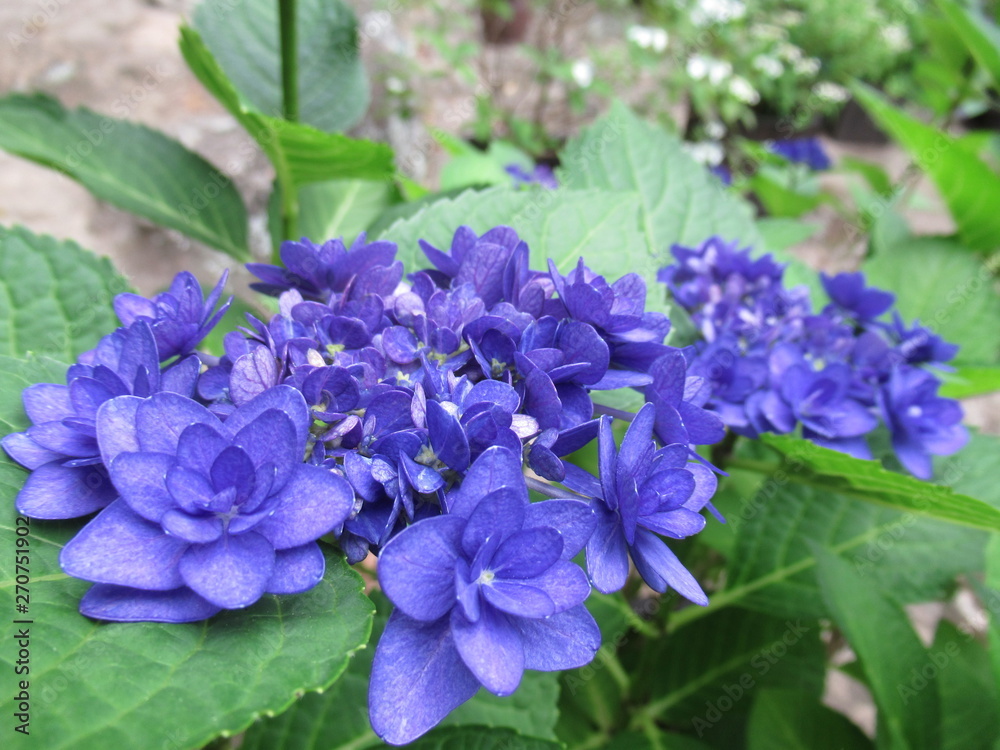 Mountain Hydrangea